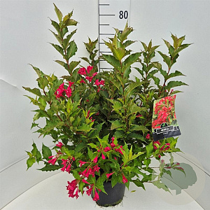 Weigela 'Red Prince' 60-80 cm 10L
