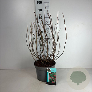 Weigela 'Red Prince' 60-80 cm 10L