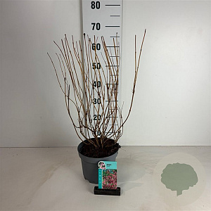 Weigela 'Styriaca' 50-60 cm 35L