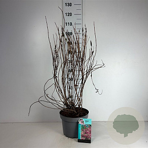 Weigela 'Styriaca' 80-100 cm 10L