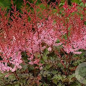 Astilbe 'Delft Lace' GM P9