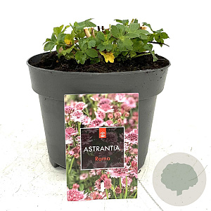 Astrantia maj. 'Roma' GM 2,0L