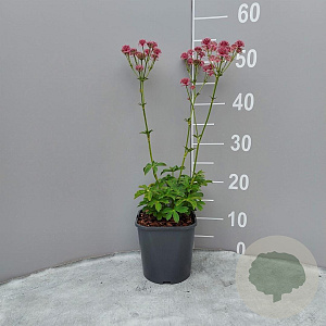 Astrantia maj. 'Roma' GM 2,0L