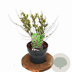 Callicarpa dich. 'Issai' 25-35 cm 3,0L