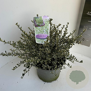 Ceanothus impressus 'Cool Blue' 30-40 cm 5,0L