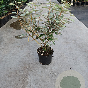 Elaeagnus ebbingei 60-80 cm 5,0L