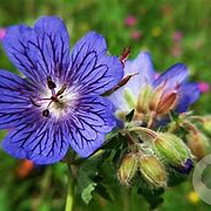 Geranium ibericum jubatum GM P9