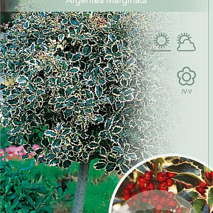 Ilex aq. 'Argentea Marginata' 90 cm stam 10L
