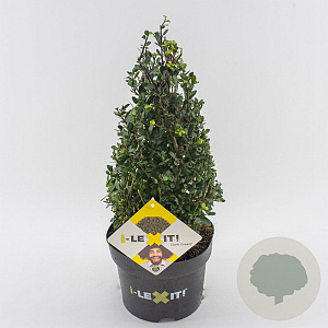 Ilex crenata Dark Green 25-30 cm 3,0L kegel potgekweekt