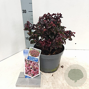 Leucothoe axillaris 'Curly Red' 20-25 cm 2,0L