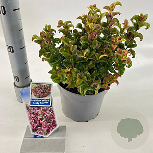 Leucothoe axillaris 'Curly Red' 20-25 cm 2,0L