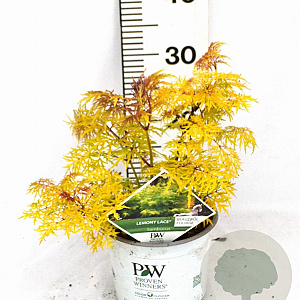 Sambucus Lemony Lace 30-40 cm 3,0L