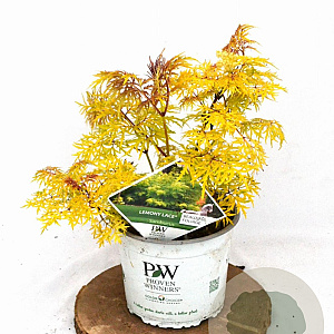 Sambucus Lemony Lace 30-40 cm 3,0L