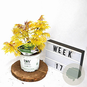Sambucus Lemony Lace 30-40 cm 3,0L