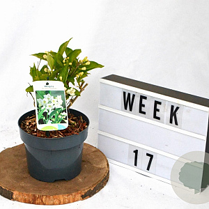 Weigela 'Bristol Snowflake' 25-30 cm 2,0L