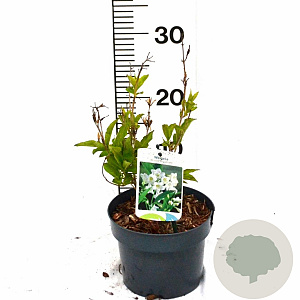 Weigela 'Bristol Snowflake' 25-30 cm 2,0L