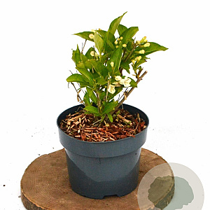 Weigela 'Bristol Snowflake' 25-30 cm 2,0L