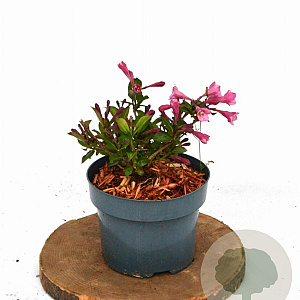 Weigela 'Minuet' 20-30 cm 2,0L