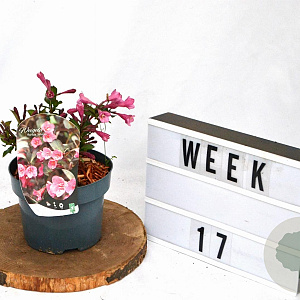 Weigela 'Minuet' 20-30 cm 2,0L