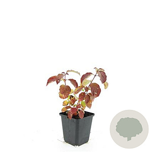 Cornus sang. 'Midwinter Fire' GM P9