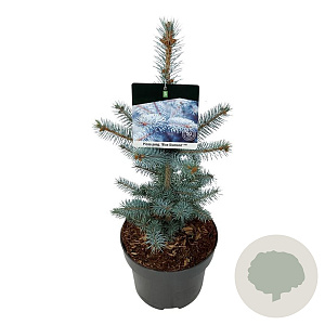 Picea pungens 'Blue Diamond' 30-40 cm 4,5L