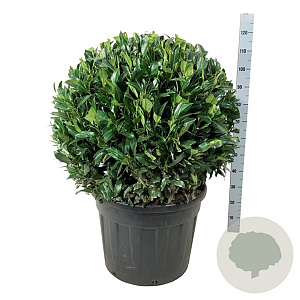 Prunus l. 'Herbergii' 80-90 cm cont. 90L bol extra
