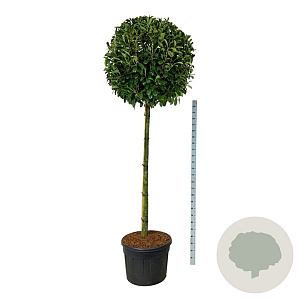 Prunus l. 'Novita' 180 cm stam cont. 130L extra