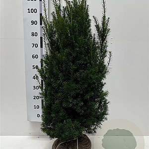 Taxus media 'Hicksii' 100-120 cm met kluit extra