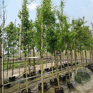 Amelanchier arborea 'Robin Hill' 12-14 HO container