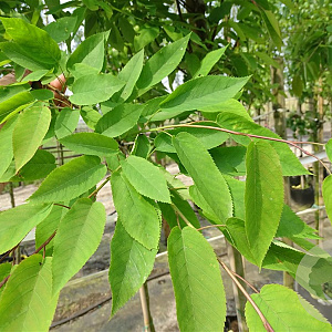 Amelanchier arborea 'Robin Hill' 12-14 HO container