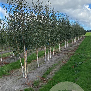 Betula utilis 'Doorenbos' 200-250 cm container meerstammig