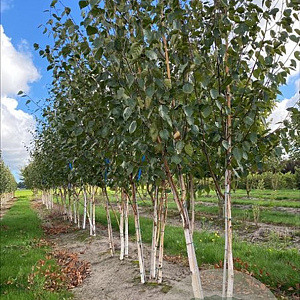 Betula utilis 'Doorenbos' 200-250 cm container meerstammig