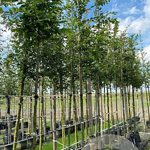 Carpinus betulus 12-14 HO container