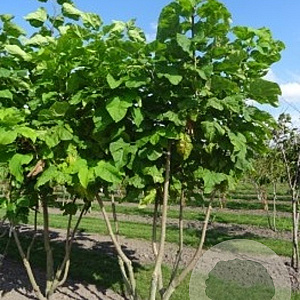 Catalpa bignonioides 200-250 cm draadkluit meerstammig