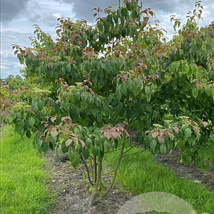 Cornus controversa 200-250 cm container meerstammig
