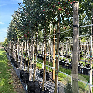 Malus 'Evereste' 12-14 HO container