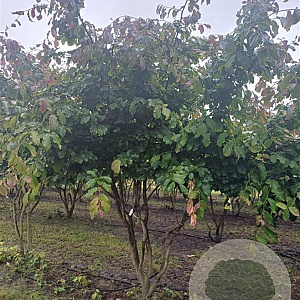 Parrotia persica 300-350 cm draadkluit meerstammig