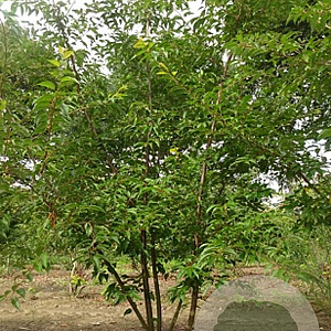 Prunus subh. 'Autumnalis' 300-350 cm draadkluit meerstammig