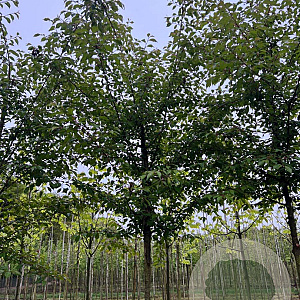 Prunus 'Umineko' 16-18 HO draadkluit