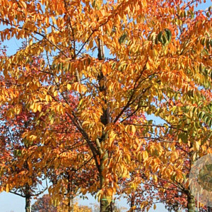 Prunus yedoensis 16-18 HO draadkluit