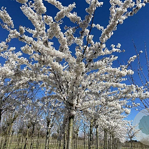 Prunus yedoensis 16-18 HO draadkluit