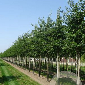 Prunus yedoensis 30-35 HO draadkluit
