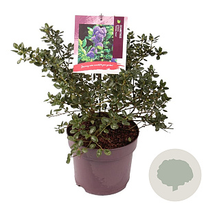 Ceanothus griseus 'Yankee Point' 40-50 cm 7,5L