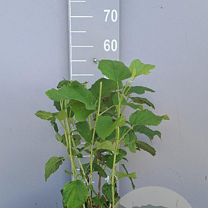 Hydrangea a. 'Annabelle' 40-50 cm 7,5L