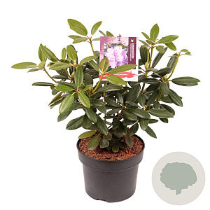 Rhododendron 'Catawb. Grandiflorum' 40-50 cm 5,0L