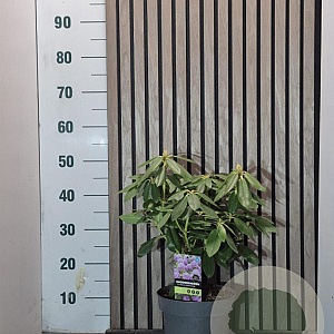 Rhododendron 'Catawb. Grandiflorum' 40-50 cm 5,0L