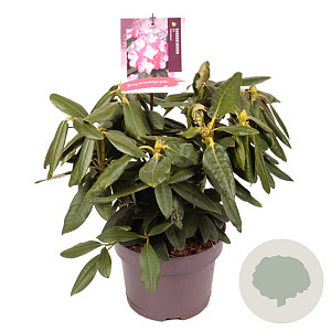 Rhododendron (Y) 'Fantastica' 25-30 cm 5,0L