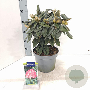 Rhododendron (Y) 'Fantastica' 25-30 cm 5,0L