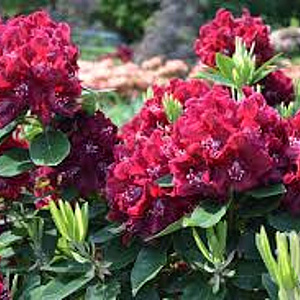 Rhododendron (P) 'Polarnacht' 25-30 cm 5,0L