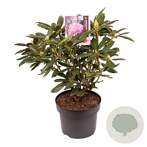 Rhododendron 'Roseum Elegans' 40-50 cm 5,0L